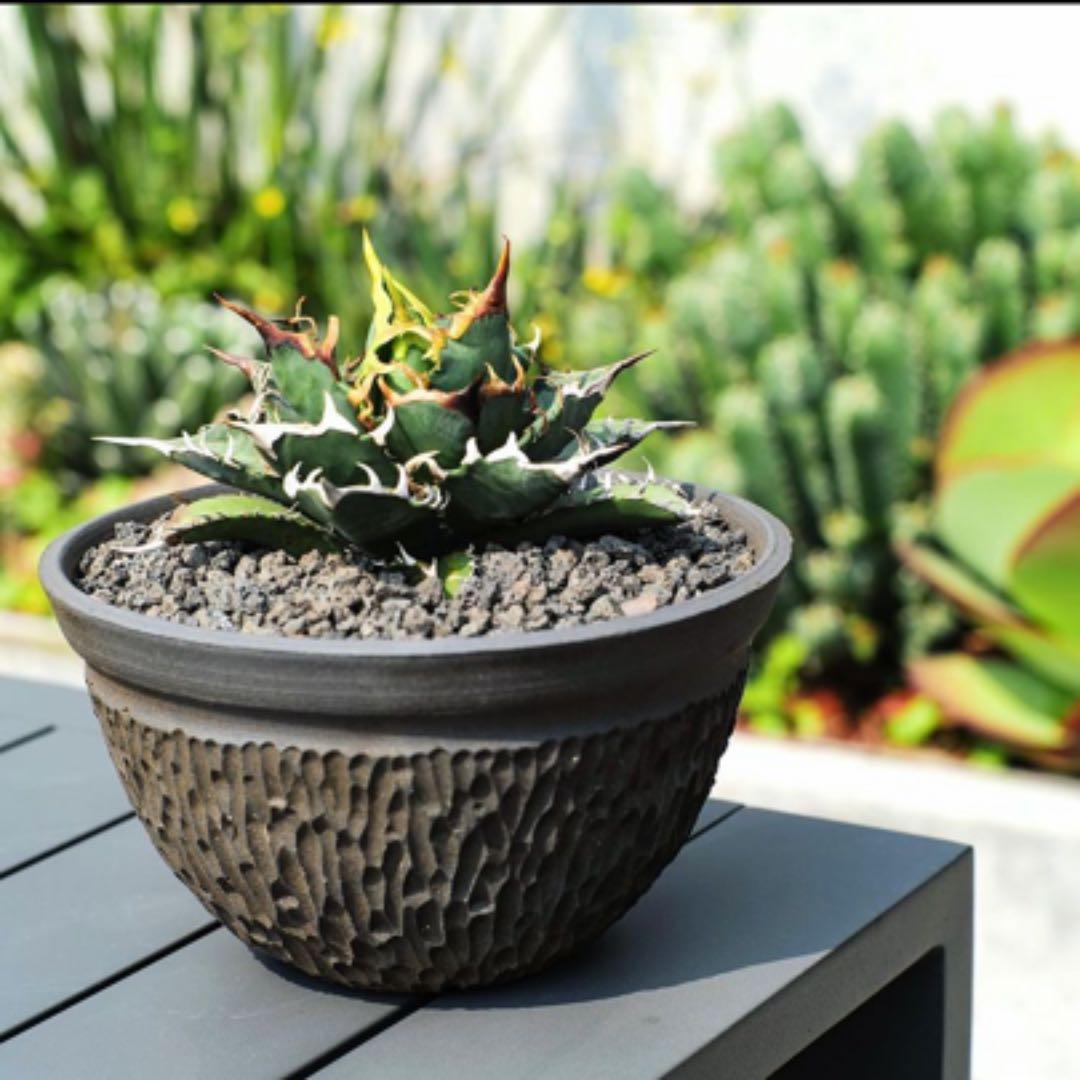 Kikko  吉光釜 激レア鉢 アガベ チタノタ グラキリス パキポディウム