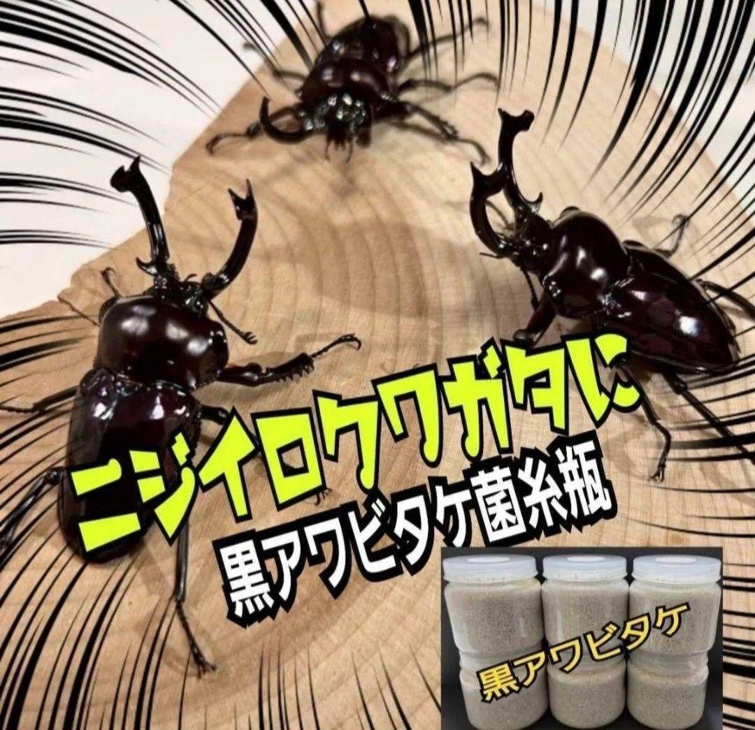 ニジイロクワガタに抜群！極上！黒アワビタケ菌糸瓶【8本