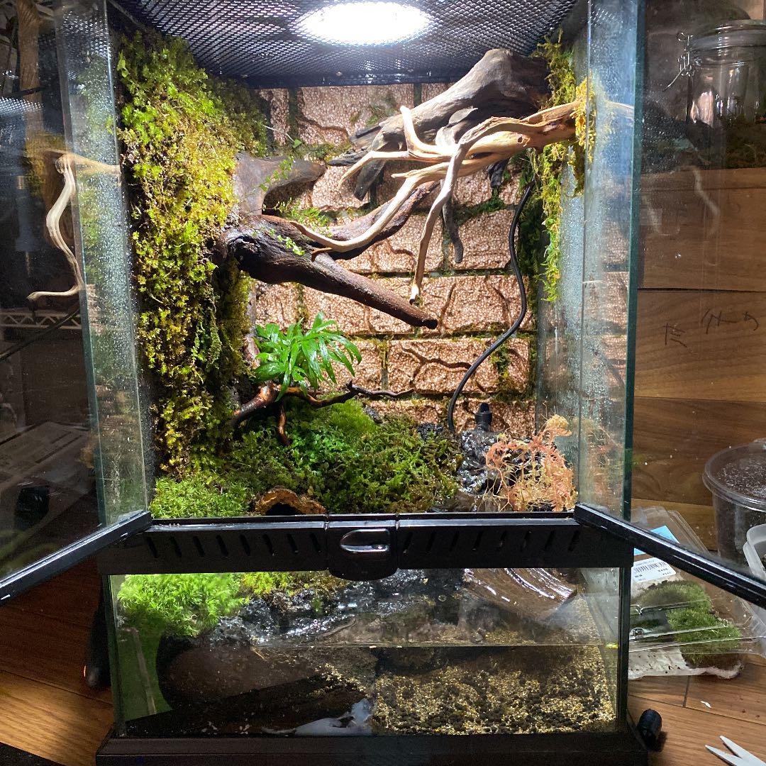 受注生産】イモリウムグラステラリウム3030苔テラリウムアクアテラリウム