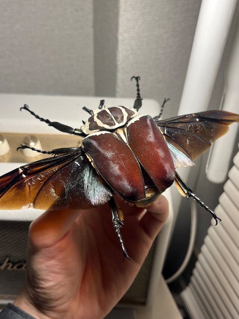 開翅95mm】ゴライアスオオツノハナムグリWC Goliath 標本 - メルカリ