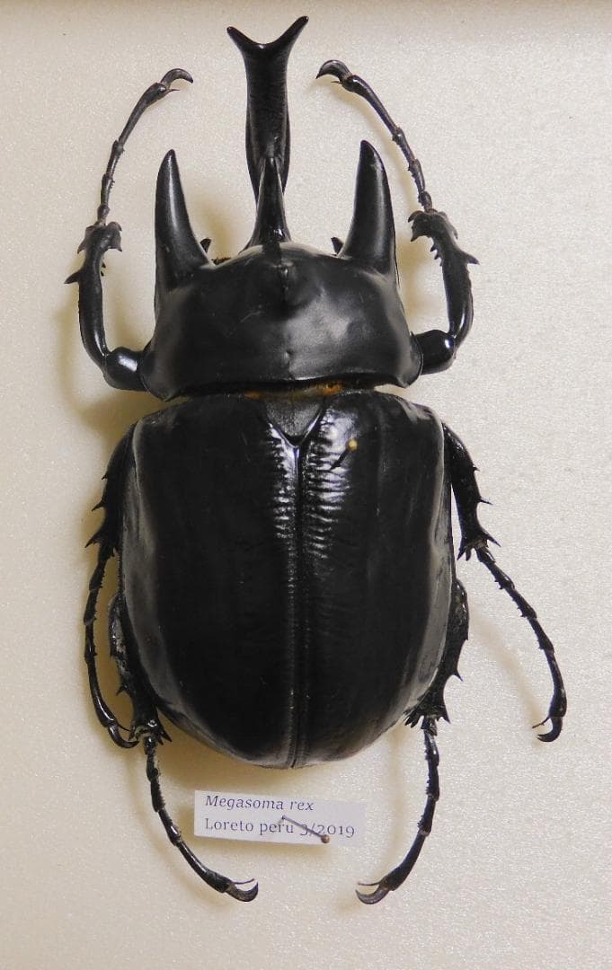 ペルー産 レックスゾウカブト 117mm