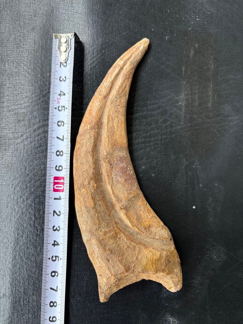 スピノサウルス 化石 ハンドクロウ 爪 無補修！博物館級！スコミムスの