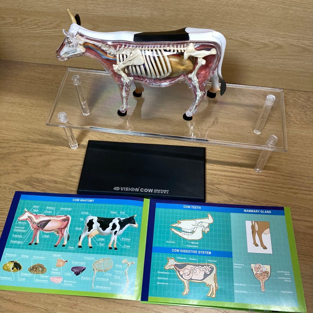立体パズル 4D VISION COW 牛 解剖モデル 完品 模型 - メルカリ