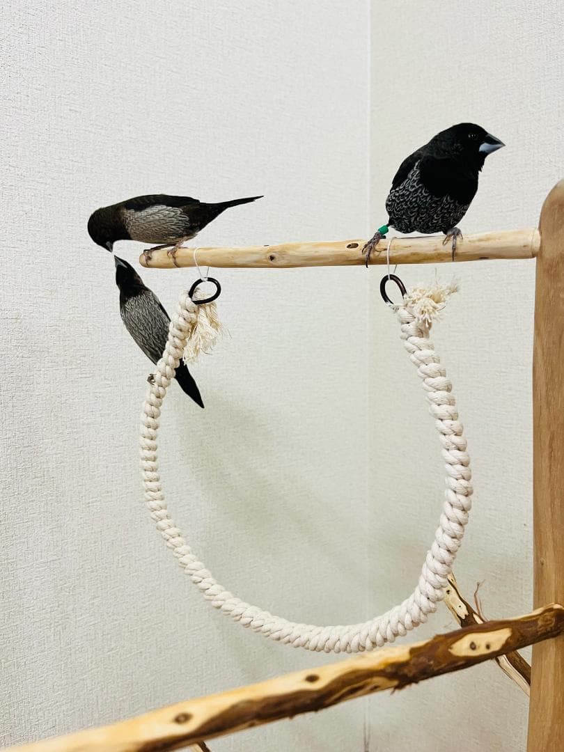 小鳥用】ブランコ＆ハシゴ付 ♬螺旋状 バードアスレチック