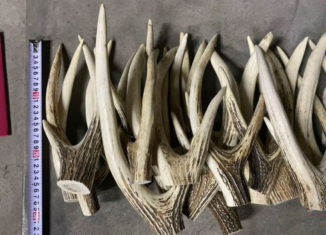 鹿の角　シカツノ　角先　25本