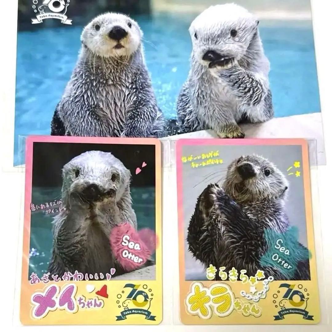 鳥羽水族館 コレクションカードラッコ キラ メイ2枚70周年ラッコ