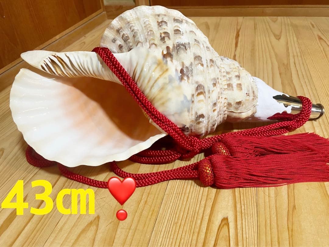 修験法螺貝43cm※購入前コメント必須