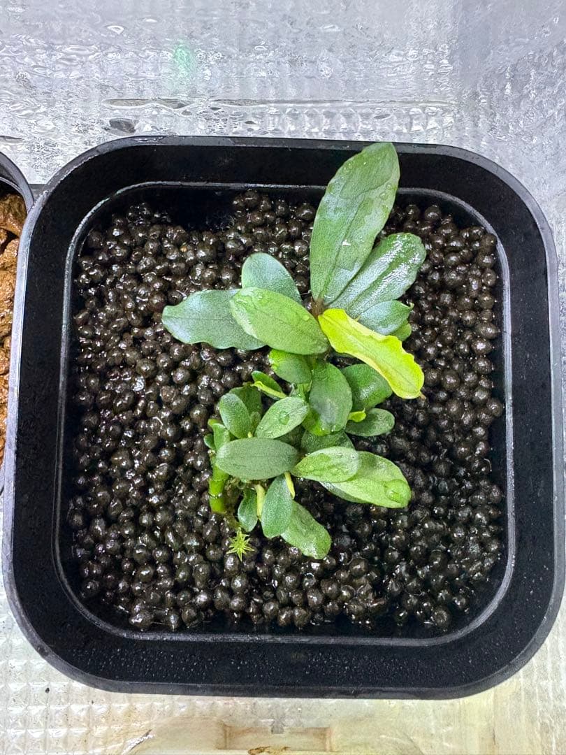 ブセファランドラ sp（銀葉） 1株