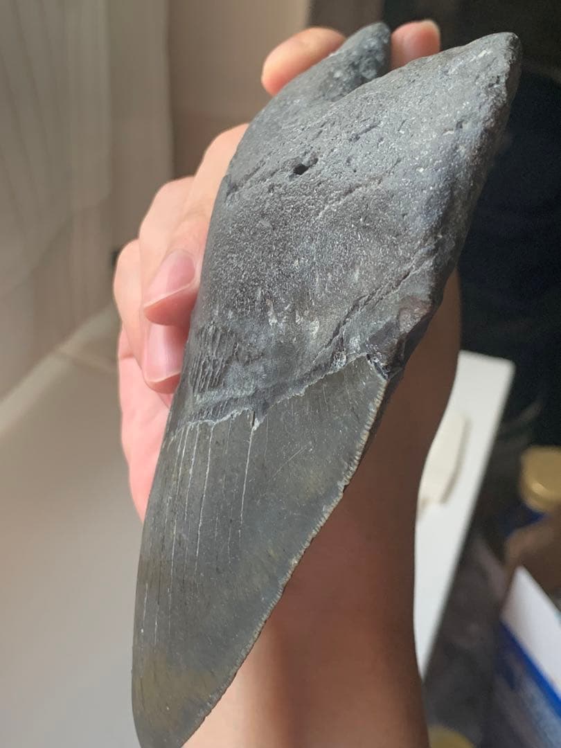最大級 メガロドン 化石 サメの歯 423g 隕石 恐竜 爪 牙 三葉虫 骨