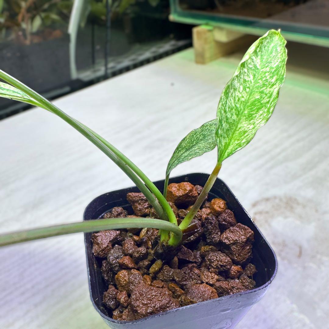 ブセファランドラsp.グリーンウェービー 班入り(無農薬)(水上葉)(イン