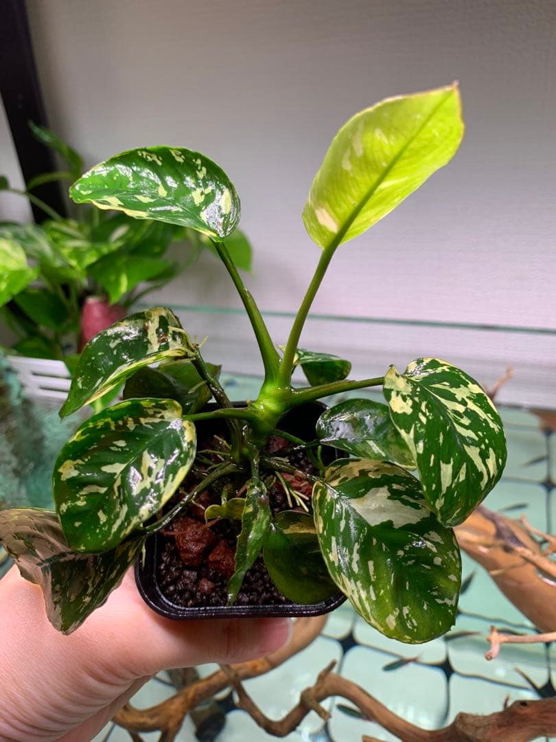 アヌビアスナナ斑入りキング Anubias Variegated King