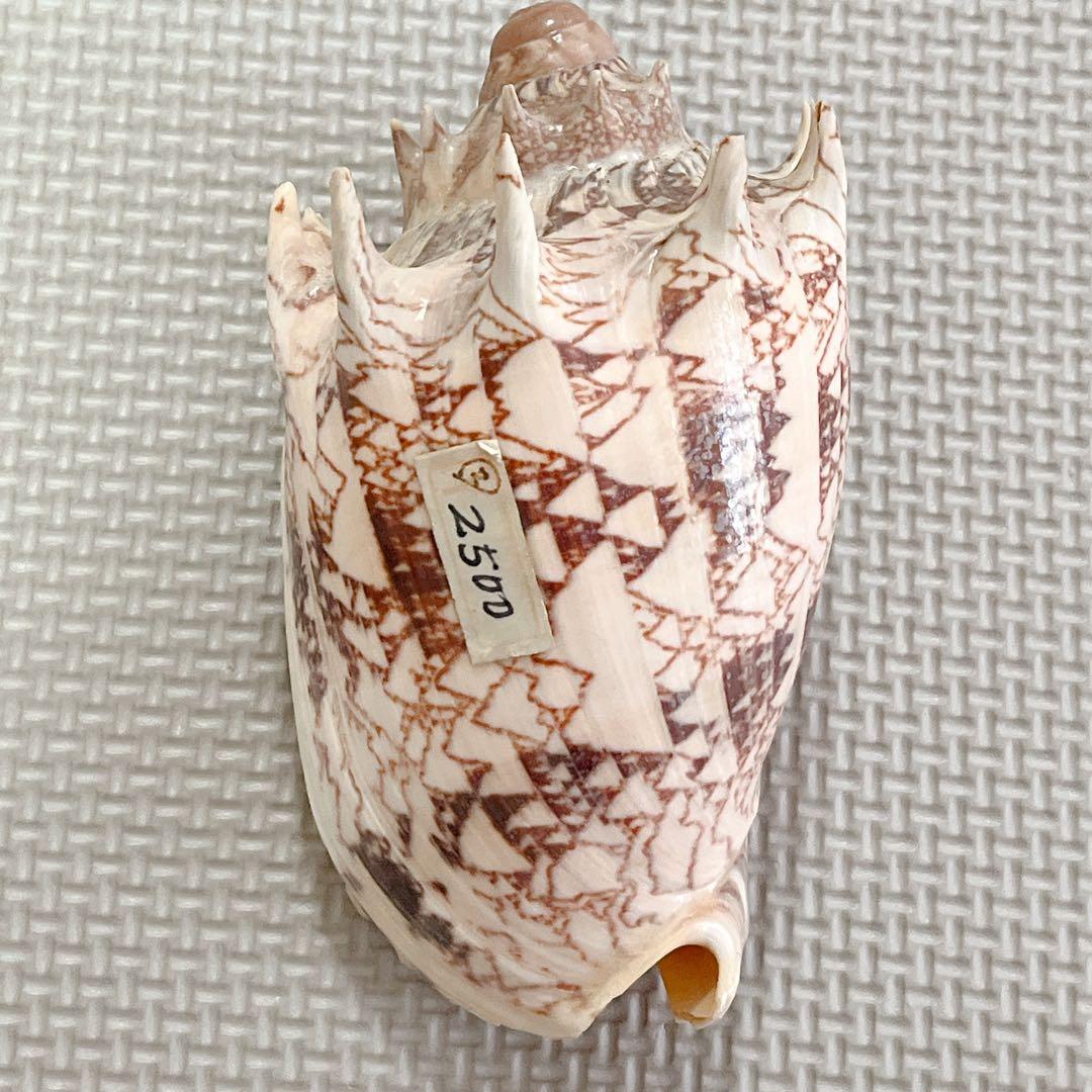 貝殻 ミヒカリコオロギ - メルカリ