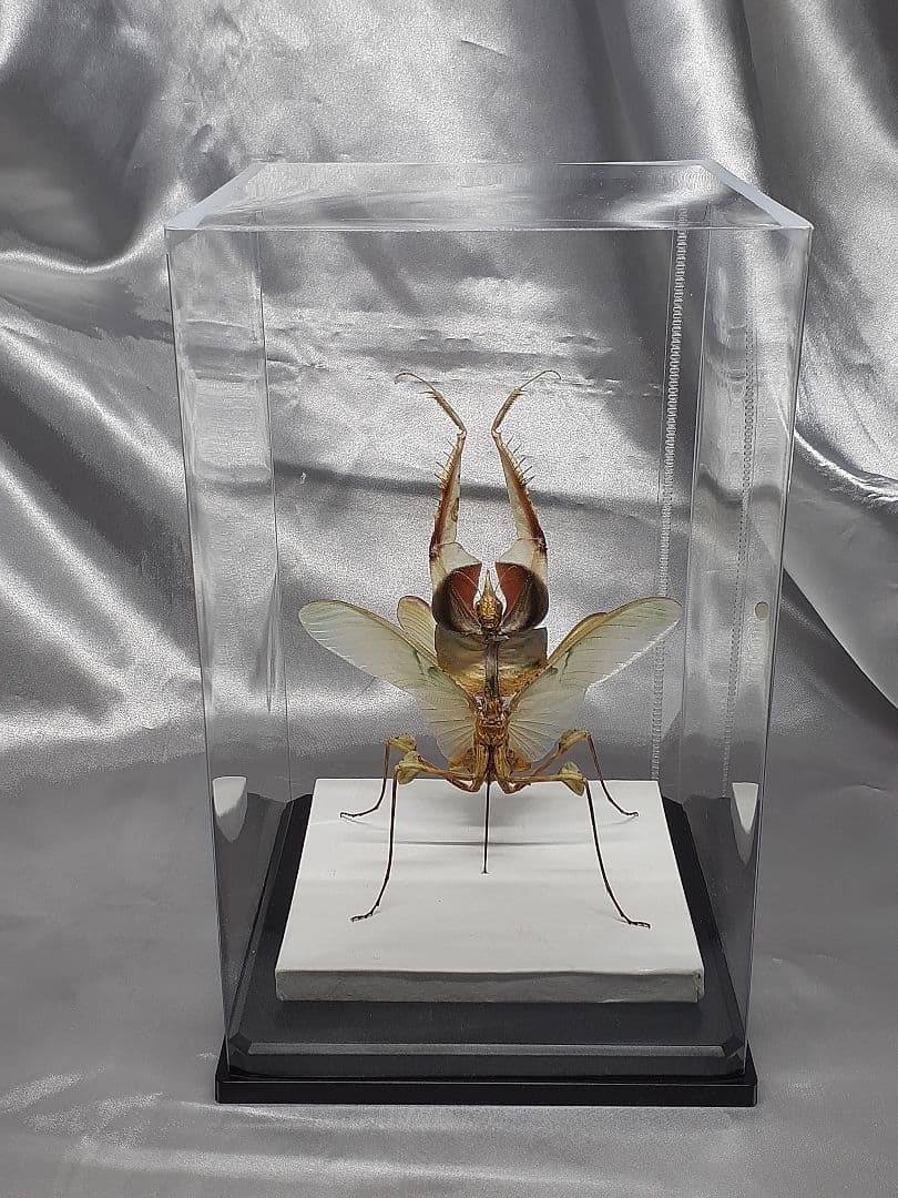 ニセハナマオウカマキリ雌 立体標本 - メルカリ