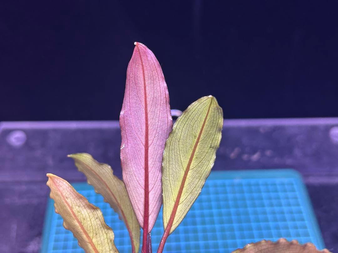 AZ便】Bucephalandra sp. Deep Purple 初便 - winetouritalia.com