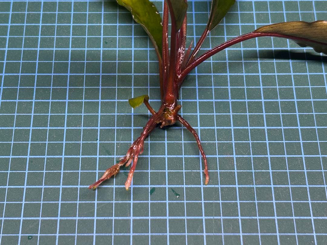 AZ便】Bucephalandra sp. Deep Purple 初便 - winetouritalia.com