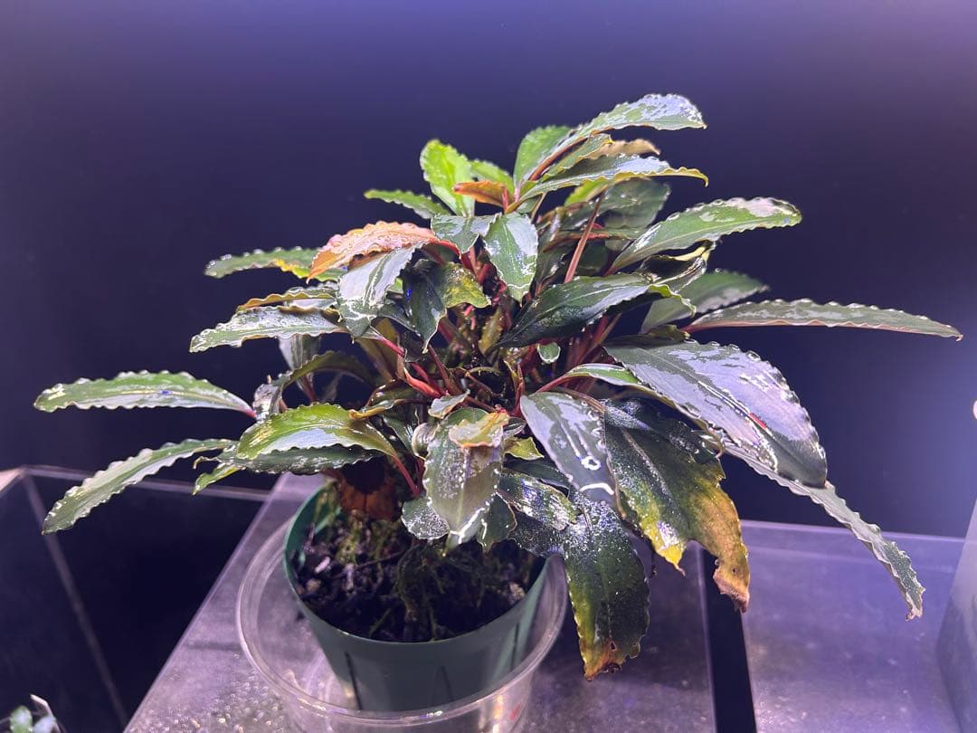 AZ便】Bucephalandra sp. Deep Purple 初便 - winetouritalia.com