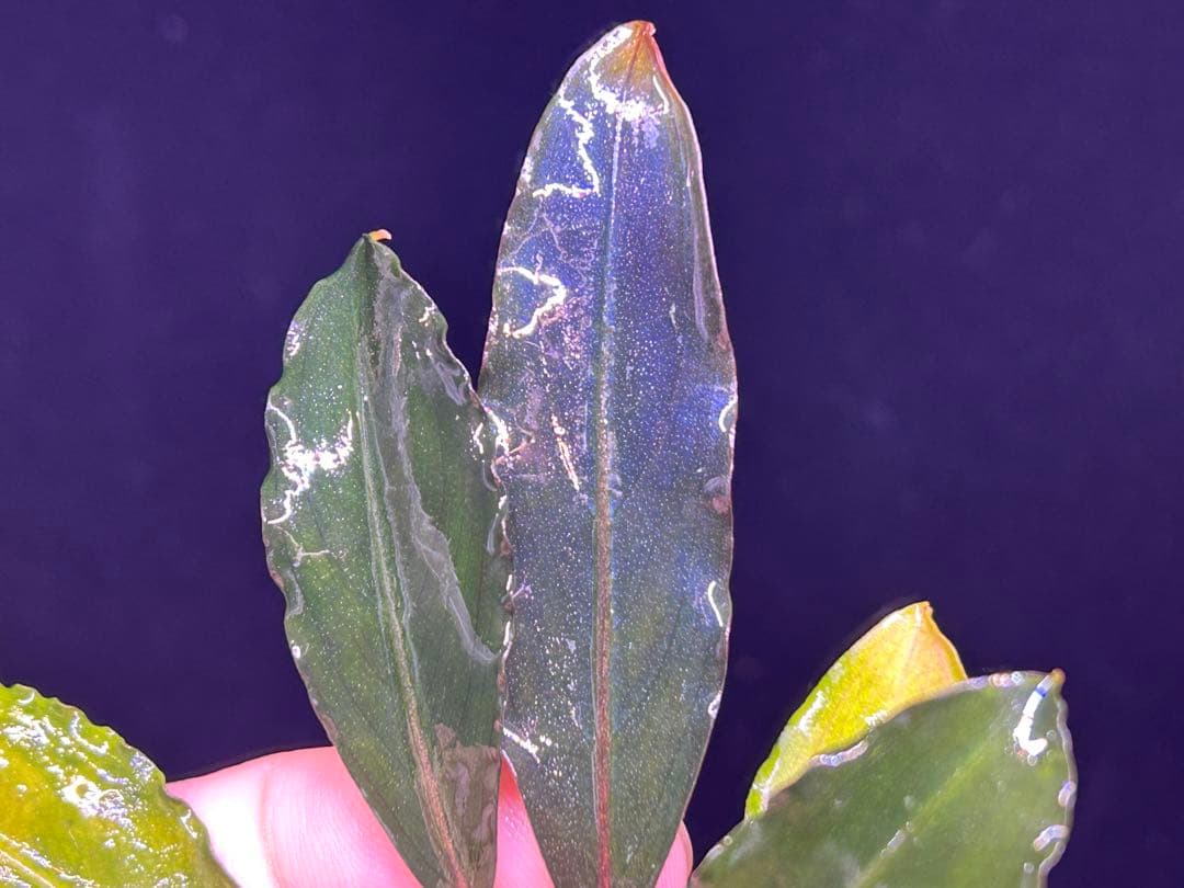 AZ便】Bucephalandra sp. Deep Purple 初便 - winetouritalia.com