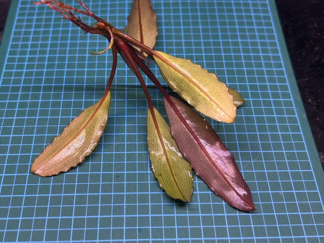 AZ便】Bucephalandra sp. Deep Purple 初便 - winetouritalia.com