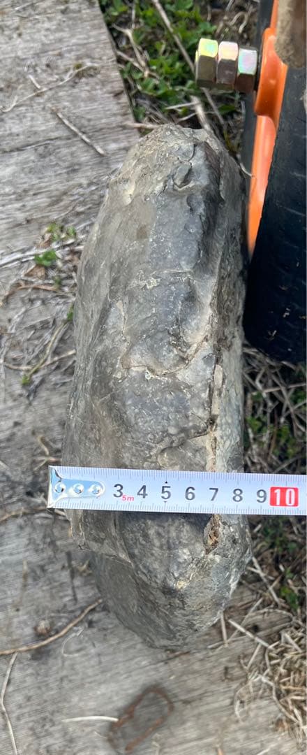 アンモナイト 道内産