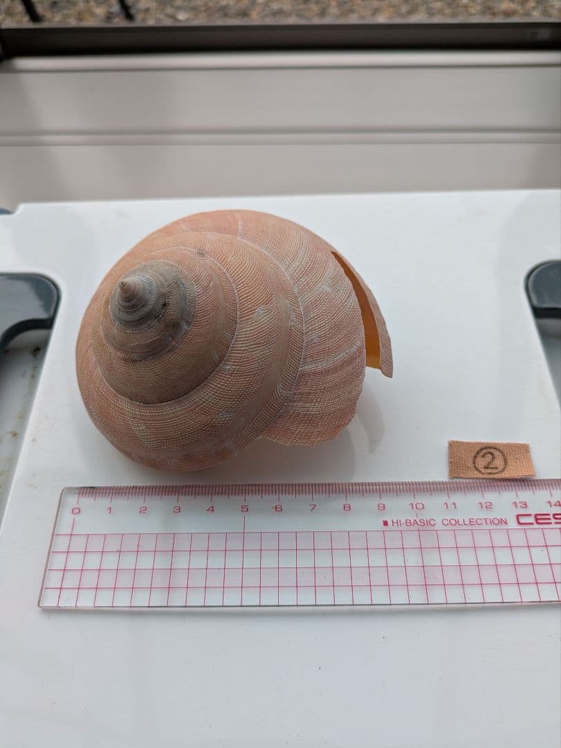 エビスガイオキナエビスガイ貝殻