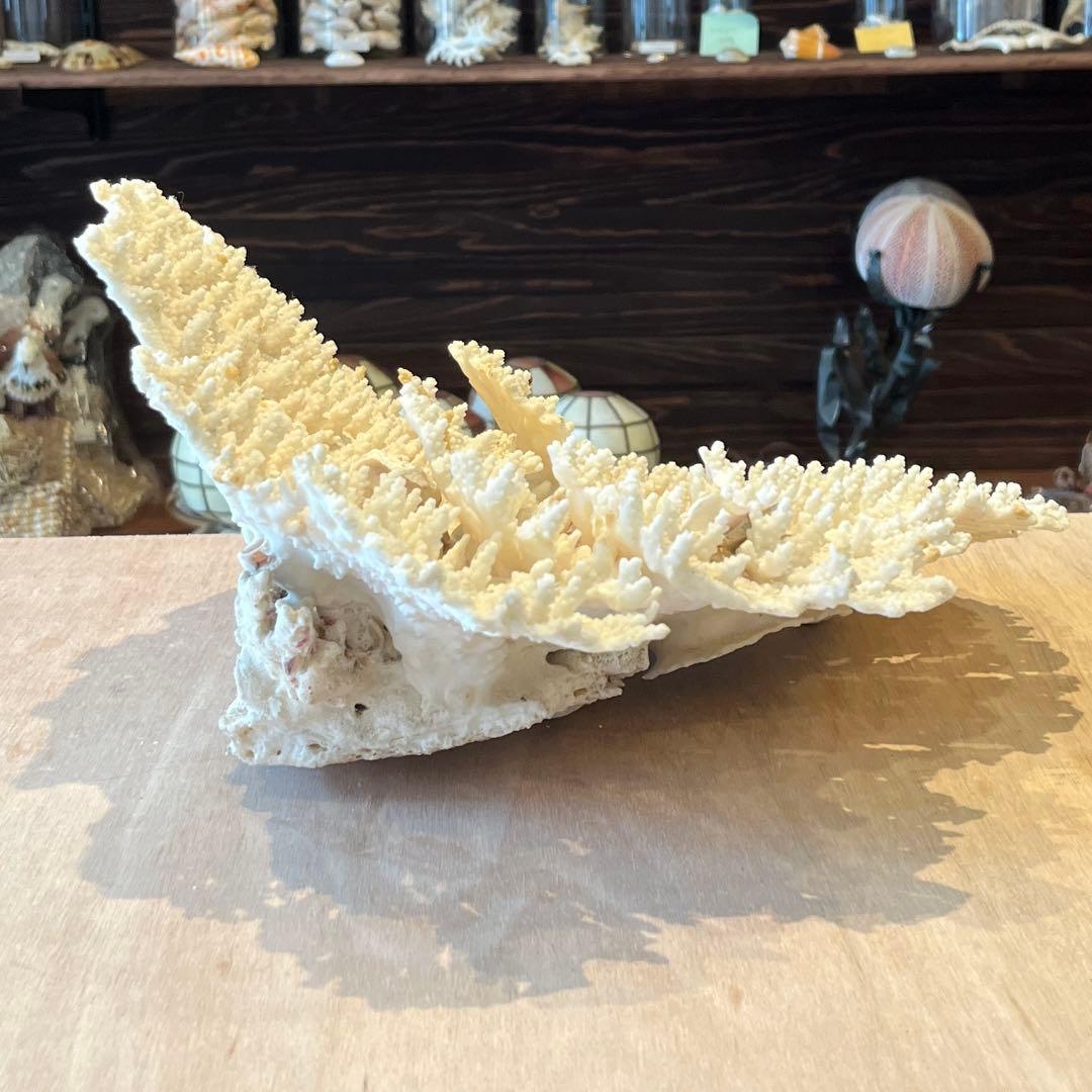 希少 長崎県産 テーブルサンゴ