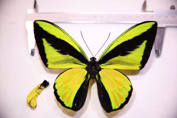 ゴライアストリバネアゲハ！標本！大型！ペア！ ゴライアストリバネアゲハ！標本！大型！ペア！