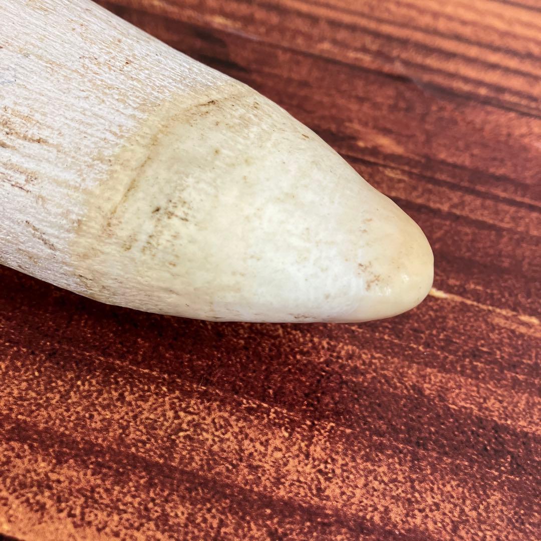 希少品】鯨の歯 置物