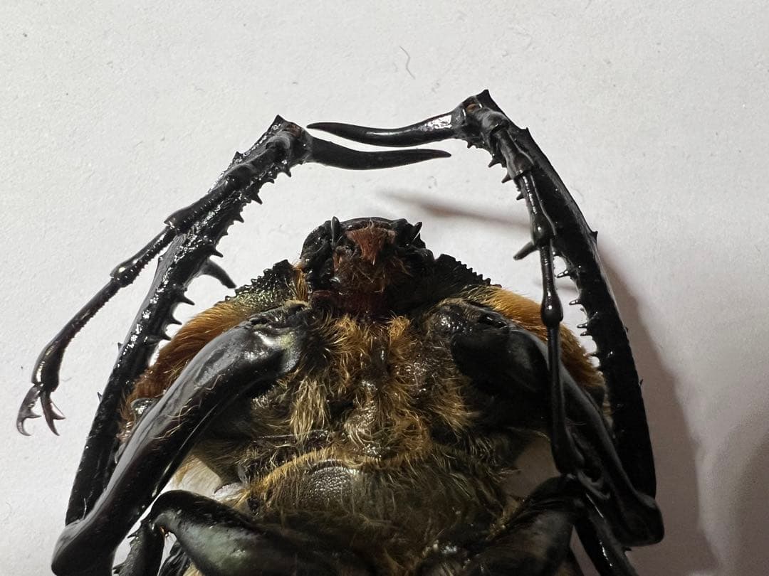 昆虫標本 カタキカタビロハナカミキリ（ペア）