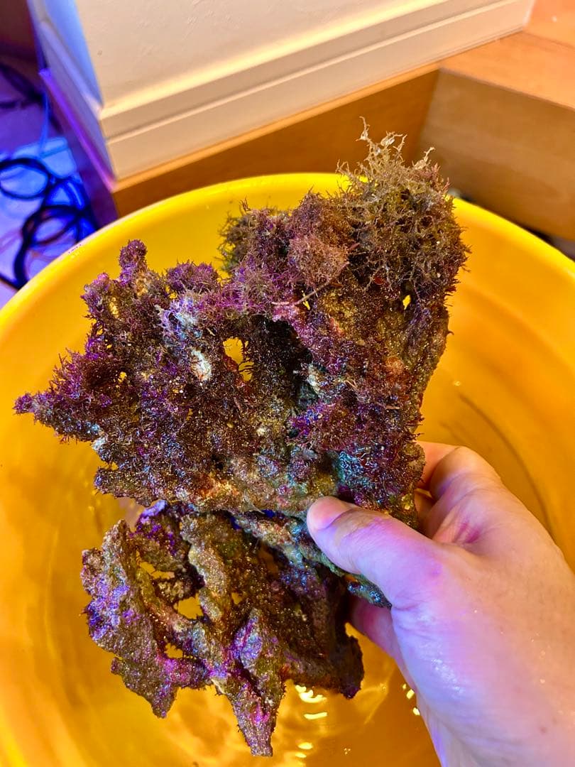 ライブロック Sグレード　枝状　3.0kg