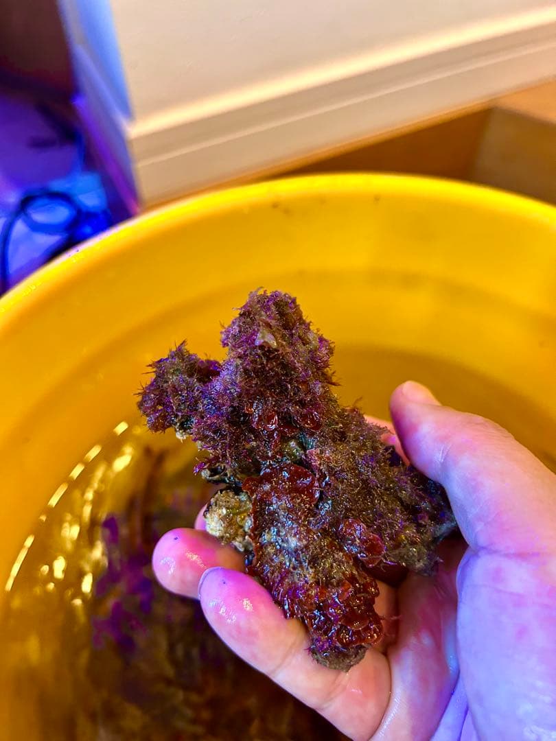 ライブロック Sグレード　枝状　3.0kg