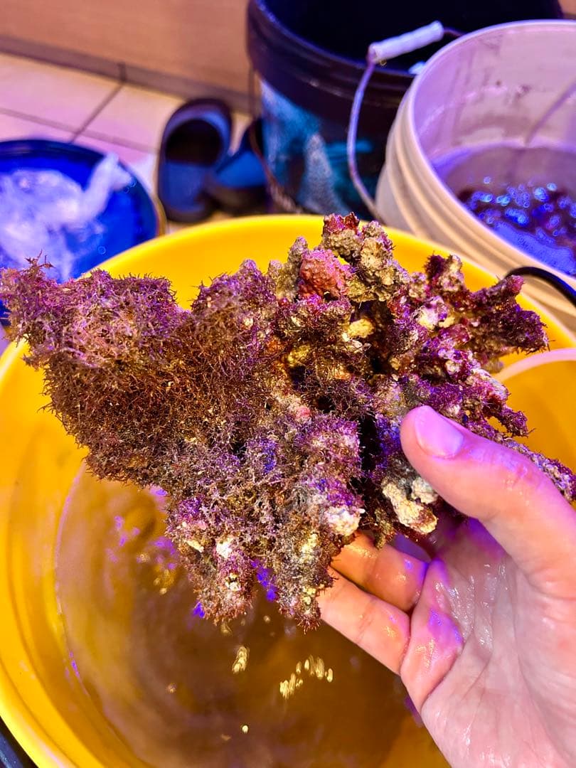 ライブロック Sグレード　枝状　3.0kg