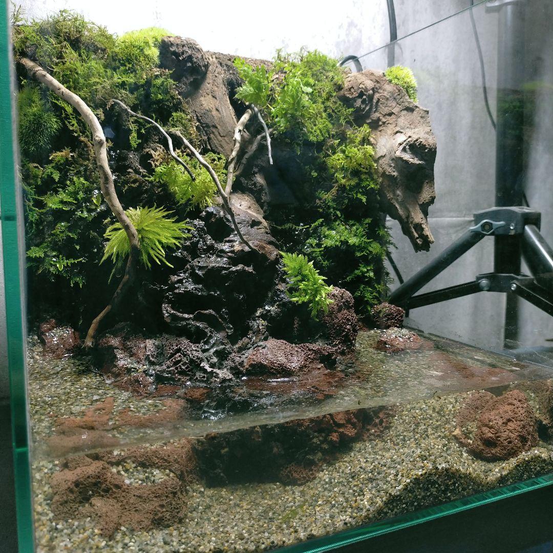2本の湧き水流れるアクアテラリウムイモリウムNo.953