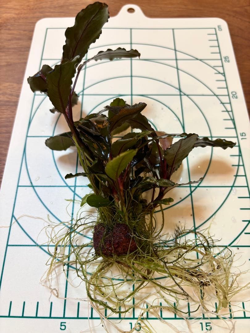 Bucephalandra sp. Blue Purple特大群生株