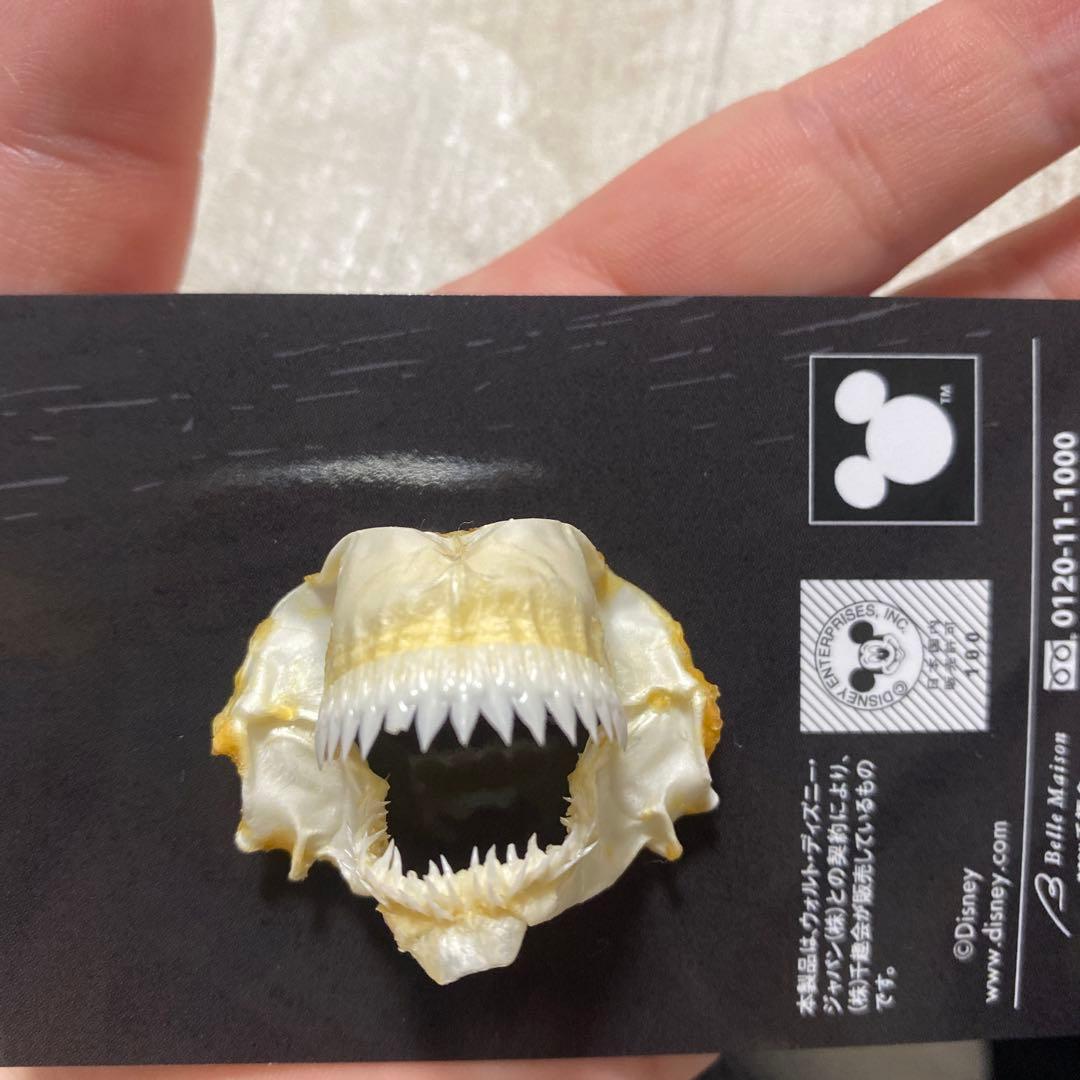 サメの歯 サメ口顎 標本 化石標本サメの歯(確認用)