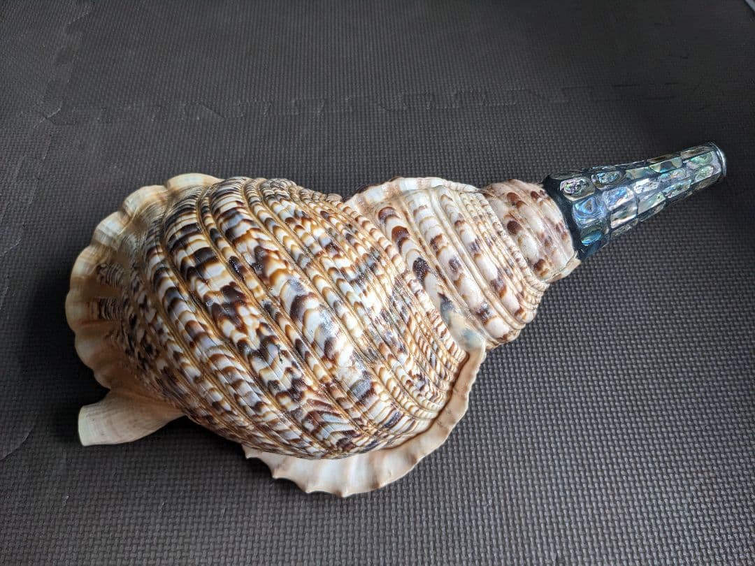 修験法螺貝43cm※購入前コメント必須