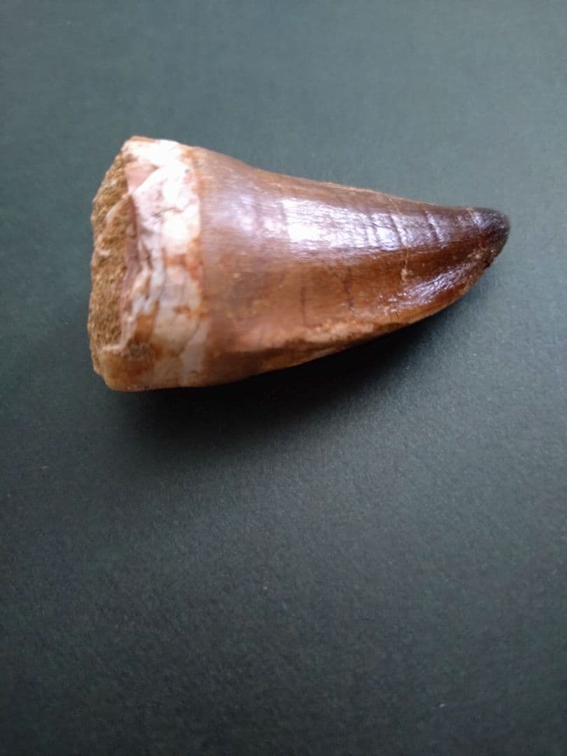 特大本物】モロッコ産モササウルス（プログナソドン）の歯の化石 約5.5×3cm