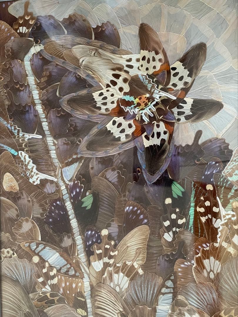 蝶絵画 蝶の羽 羽根細工 バタフライアート