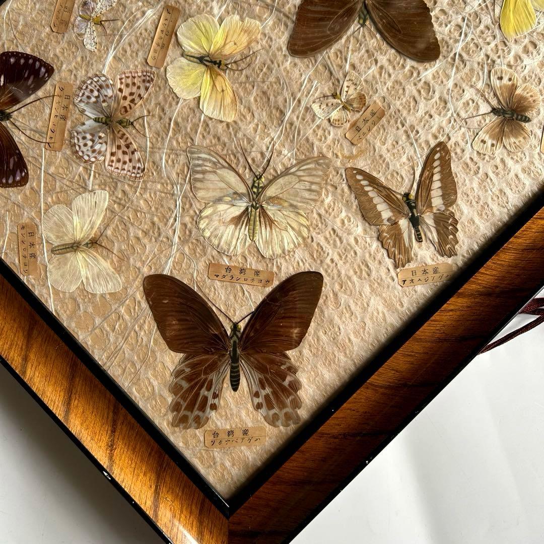 蝶の標本 蝶標本コレクション 18種 日本産 台湾産 木製フレーム付き