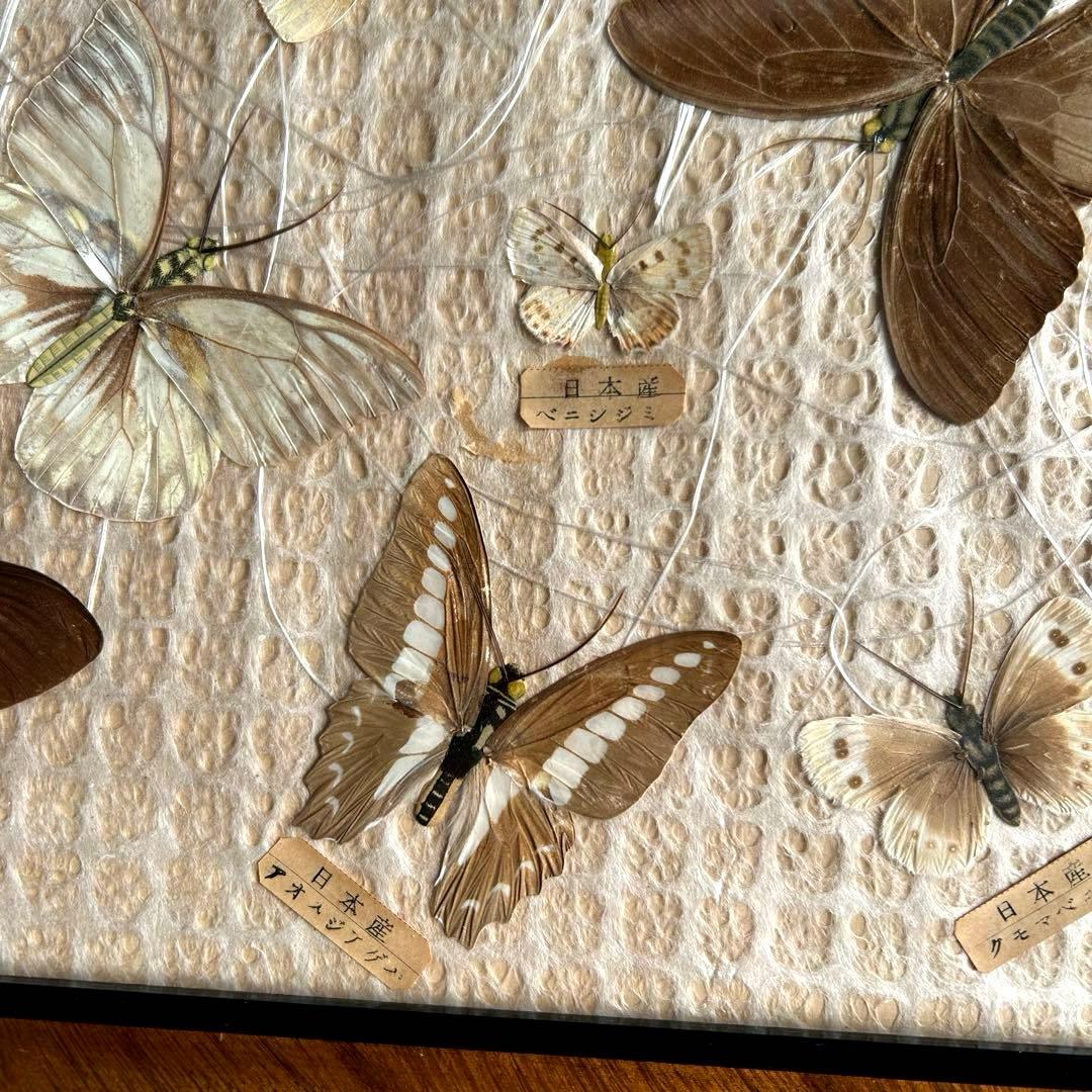 蝶の標本 蝶標本コレクション 18種 日本産 台湾産 木製フレーム付き