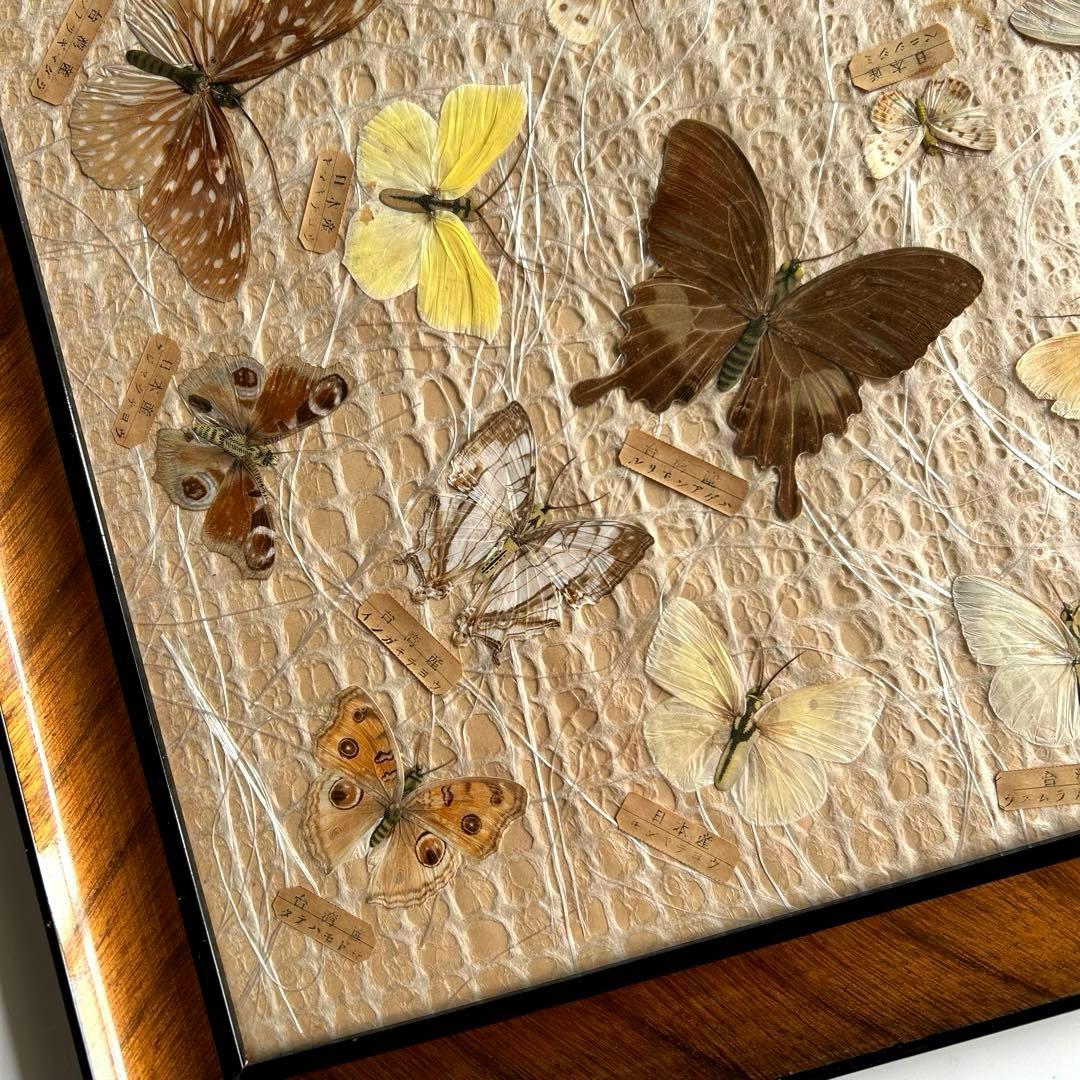 蝶の標本 蝶標本コレクション 18種 日本産 台湾産 木製フレーム付き