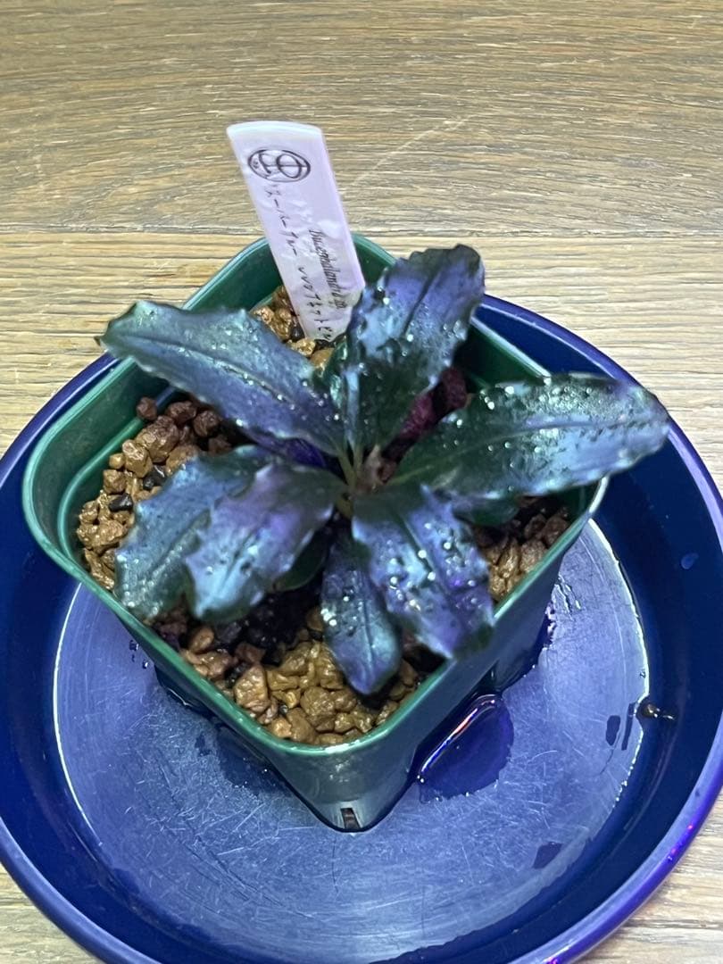 Cryptocoryne grabowskii 