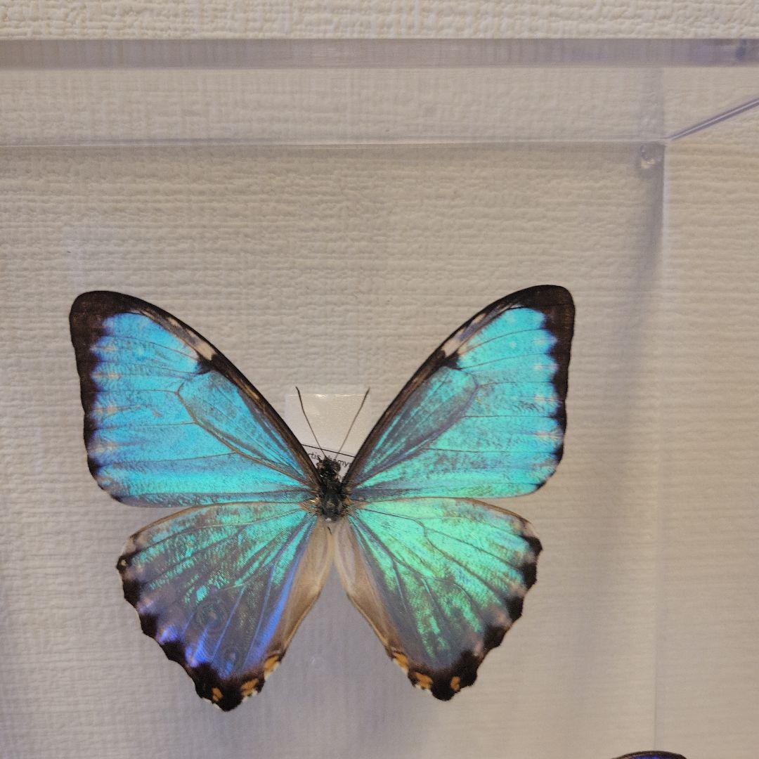 蝶の標本 宝石が舞うジャングル(SPECIAL)