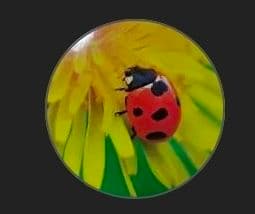 よしこメモリ24枚 discord Yohji Yamamoto/ディスコード ヨウジヤマモト通販 | Compact