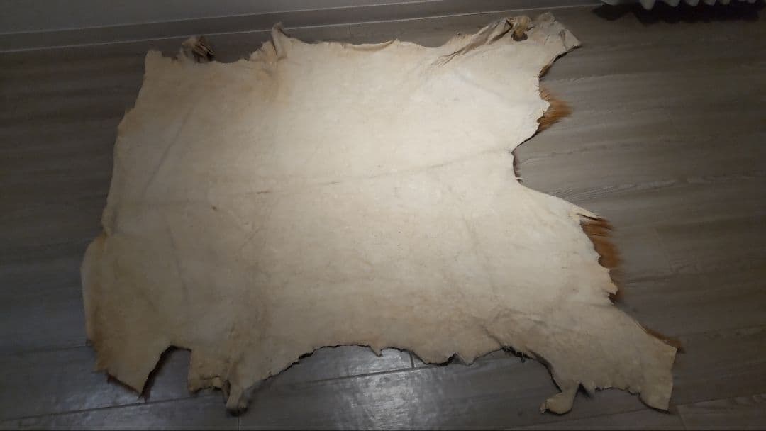 鹿の夏毛 2頭 Lサイズ 武具材料 行縢 尻鞘 直垂 狩衣 鞍鐙 流鏑馬 笠掛