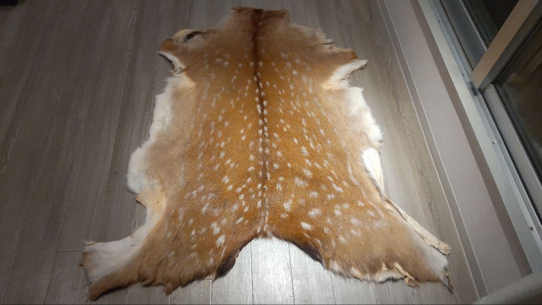 鹿の夏毛 2頭 Lサイズ 武具材料 行縢 尻鞘 直垂 狩衣 鞍鐙 流鏑馬 笠掛