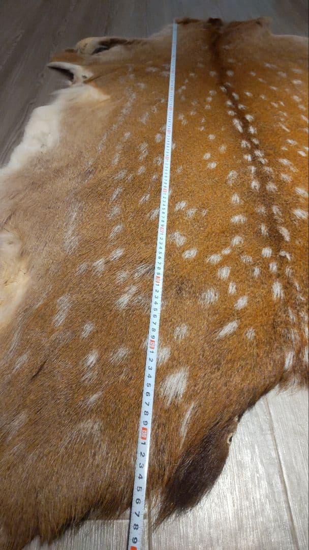 鹿の夏毛 2頭 Lサイズ 武具材料 行縢 尻鞘 直垂 狩衣 鞍鐙 流鏑馬 笠掛