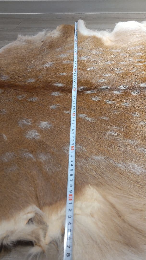 鹿の夏毛 2頭 Lサイズ 武具材料 行縢 尻鞘 直垂 狩衣 鞍鐙 流鏑馬 笠掛