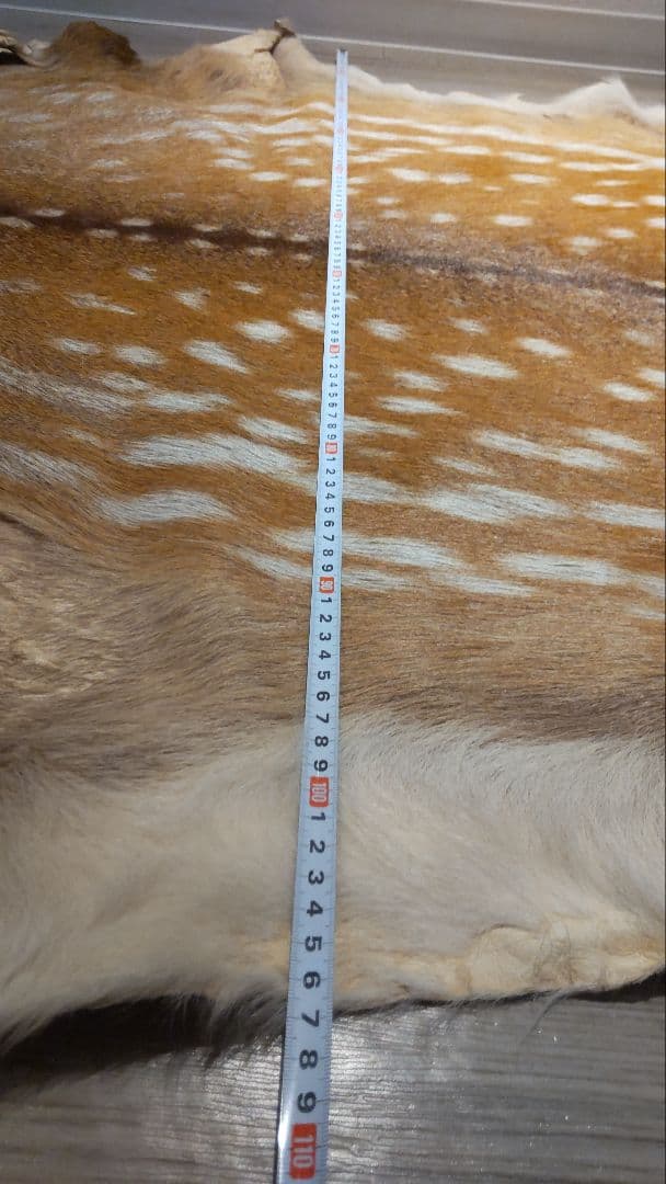 鹿の夏毛 2頭 Lサイズ 武具材料 行縢 尻鞘 直垂 狩衣 鞍鐙 流鏑馬 笠掛