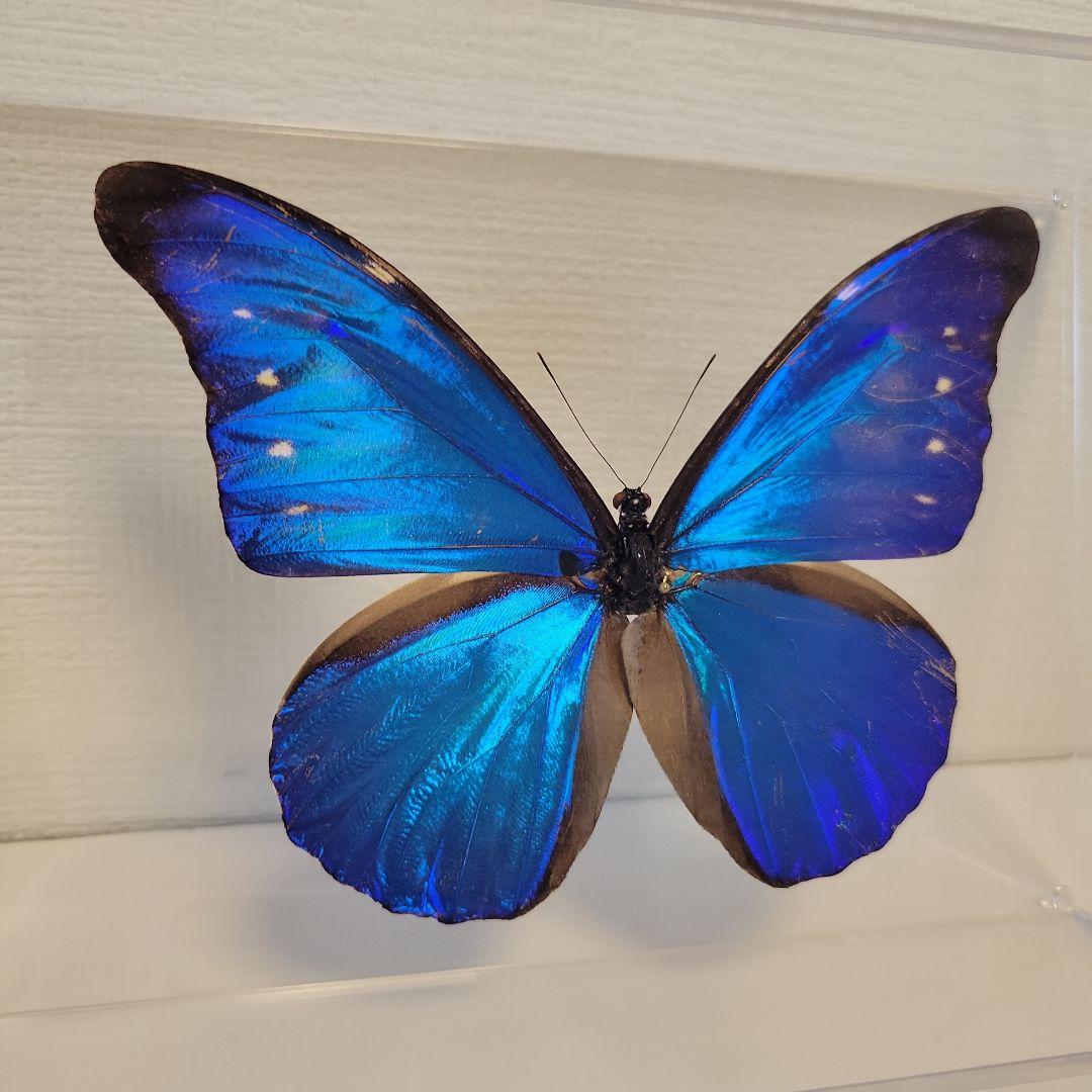 蝶の標本 ジャングルを舞う宝石(珍珍)