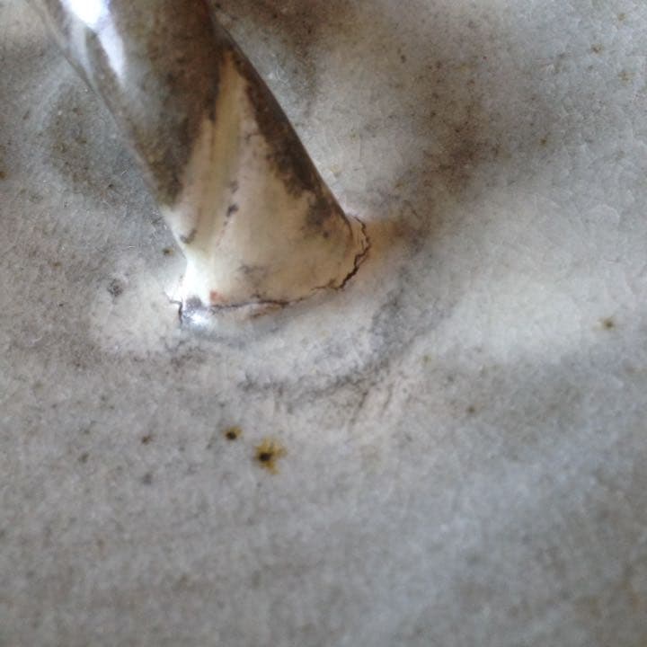 30.000からお値下げ中 二代目 青龍洞(勝尾黎彦) 粉引 水差